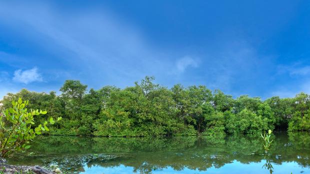 Mangroves